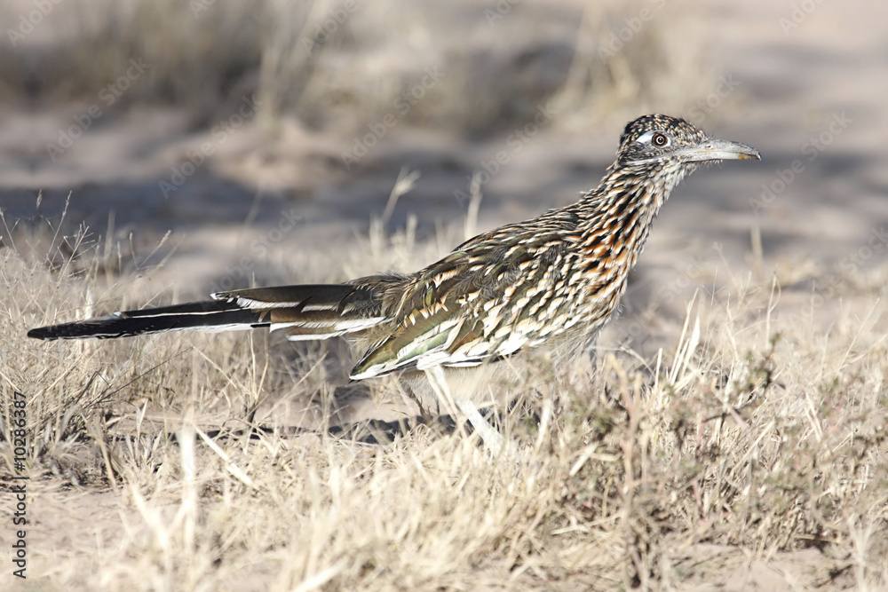 Fototapeta premium Greater Roadrunner (Geococcyx californianus)