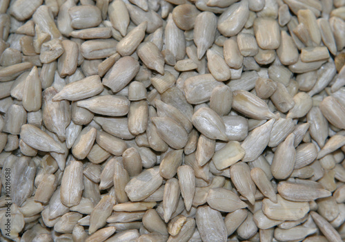 sunflower seeds photo