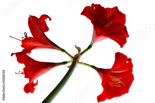 amaryllis