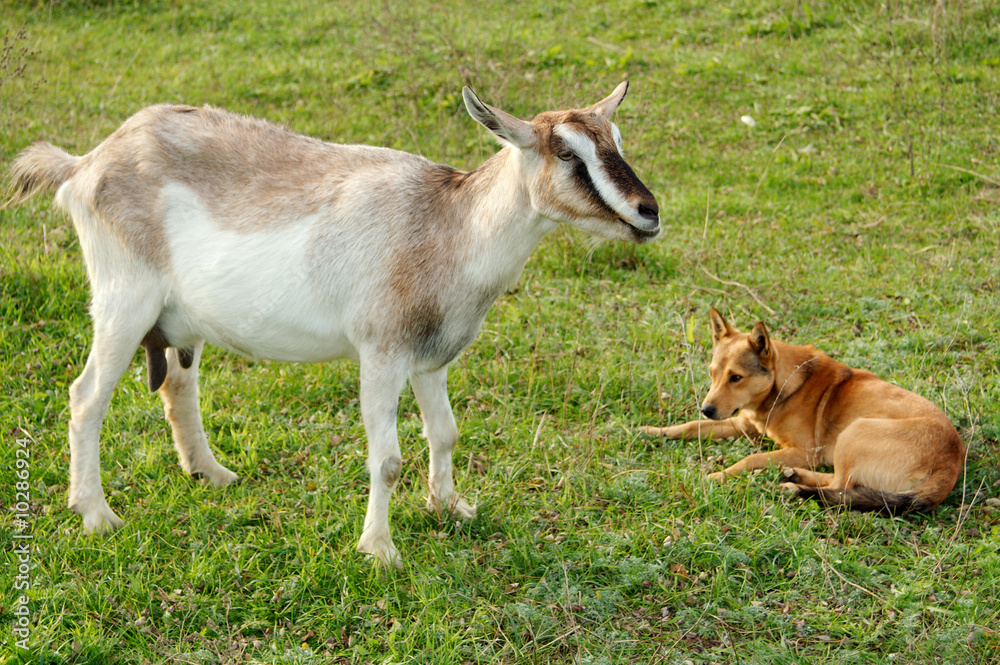 Goats were the first animals tamed by the person. Goats were the first animals tamed by the person.
