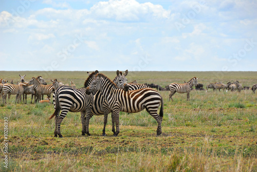 Zebras herd in savannah