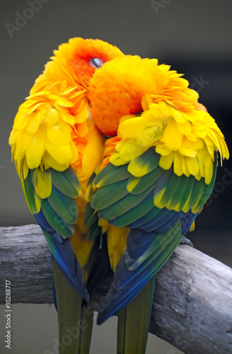 a couple of parrots - the Sun Conure