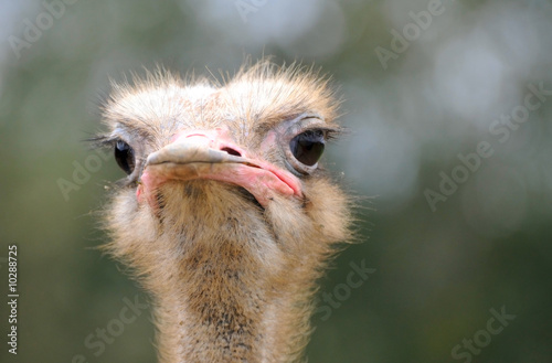 the face of the ostrich