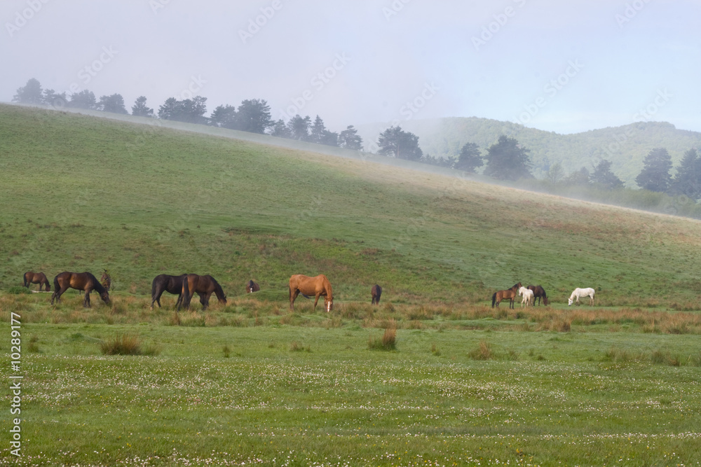 Horses on a foggy morning
