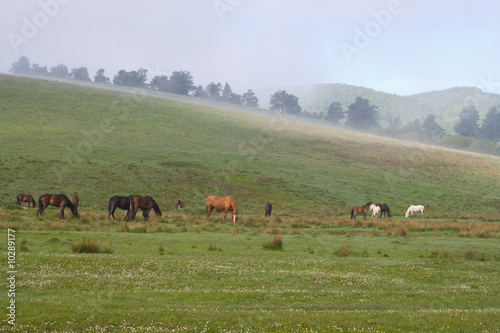 Horses on a foggy morning