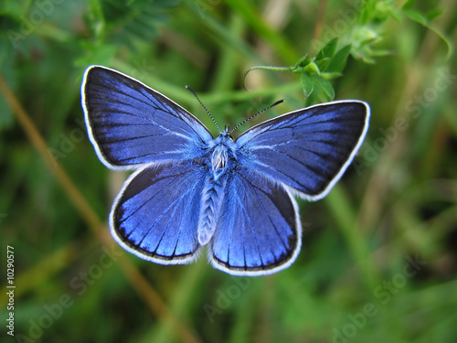 Amanda's Blue - blue butterfly