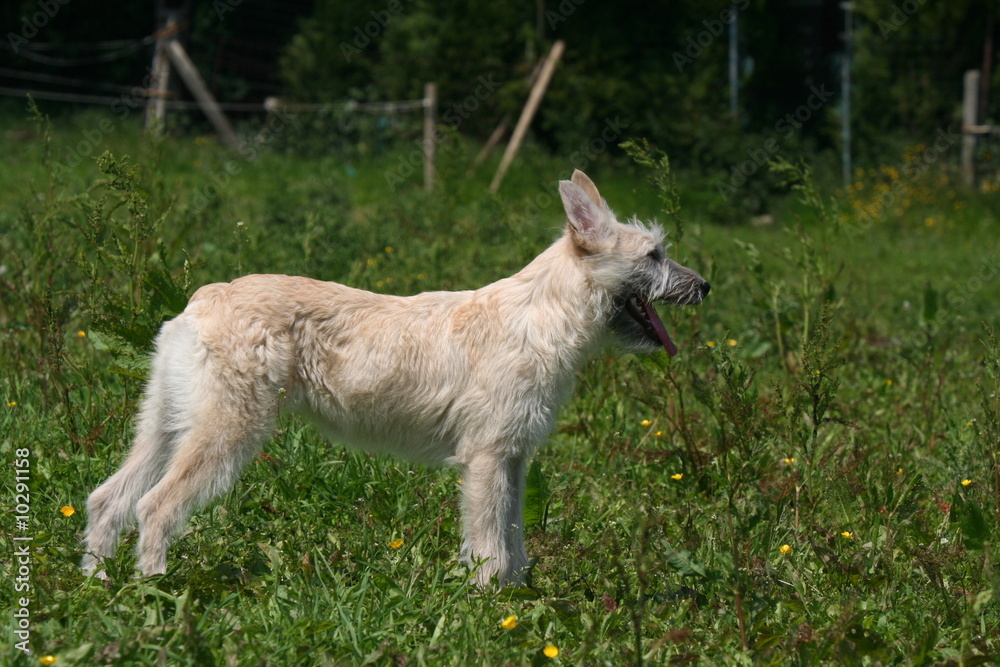 Fototapeta premium Bouvier des Ardennes de profil à l'arrêt