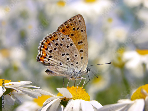 Sooty Copper butterfly on daisies