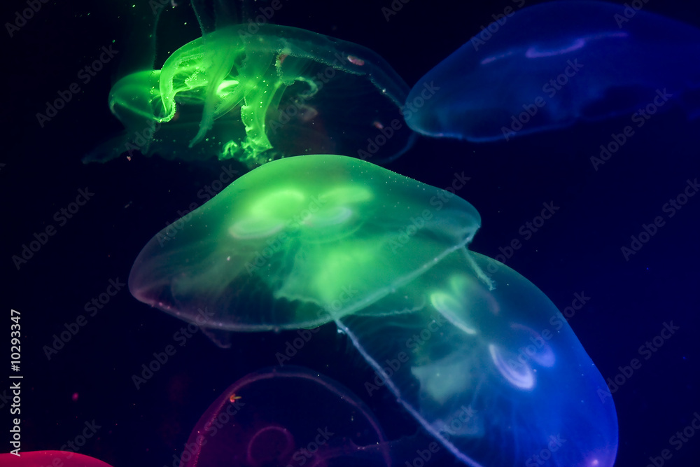 Naklejka premium jellyfish in aquarium multi coloured light
