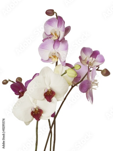 posy of orchids flowers