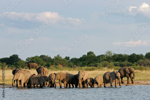 African elephants (Loxodonta africana), Hwange NP, Zimbabwe