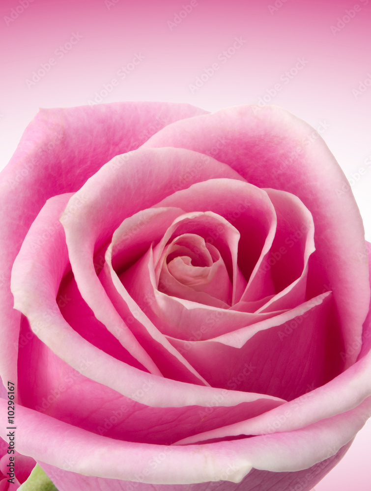 Obraz premium Beautiful pink rose