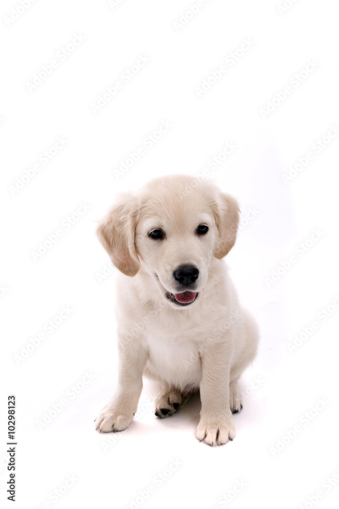Baby Golden Retriever Portrait - Isolated over white background Baby Golden Retriever Portrait - Isolated over white background