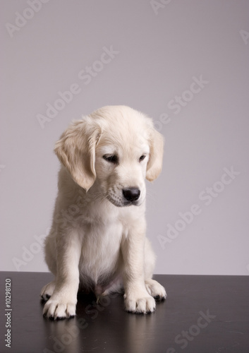 Baby Golden Retriever Portrait - Isolated over gray background