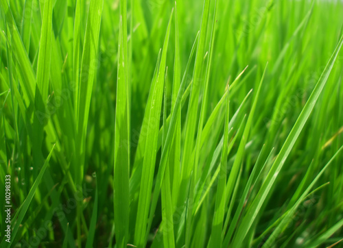 The grass texture