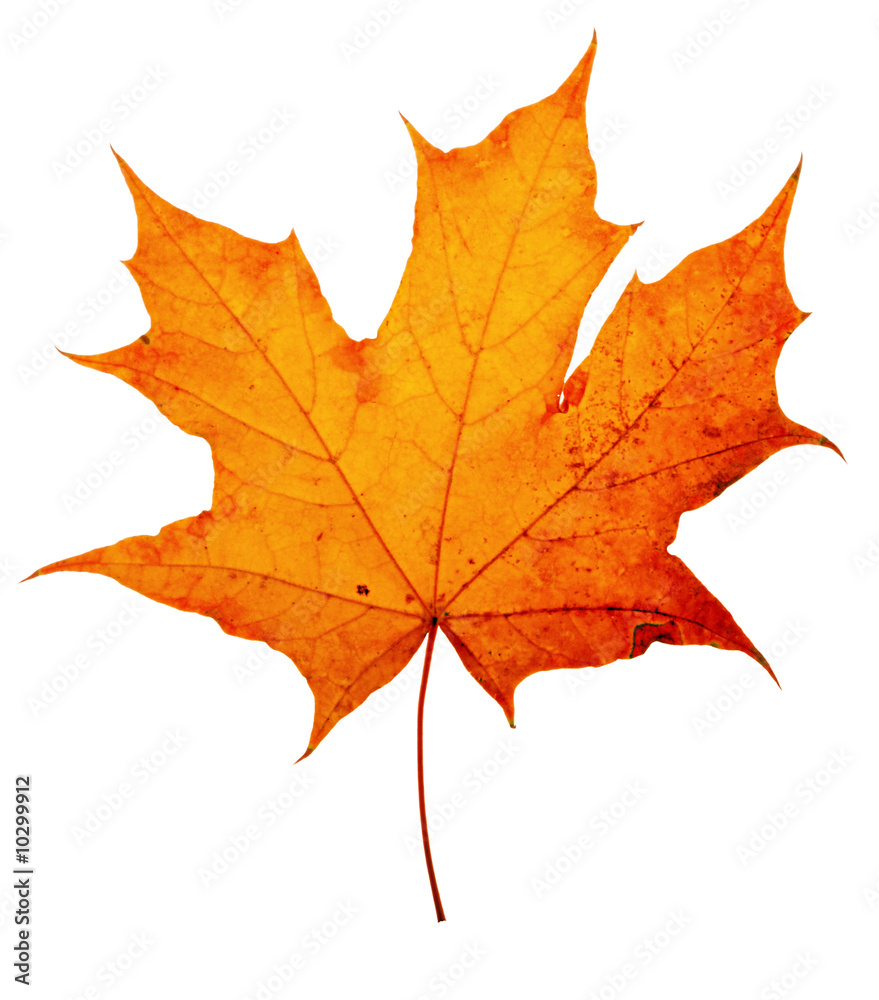 autumn maple-leaf, isolated on a white background autumn maple-leaf, isolated on a white background
