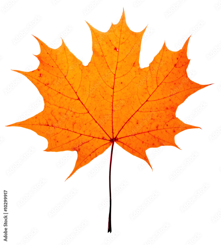 autumn maple-leaf, isolated on a white background autumn maple-leaf, isolated on a white background