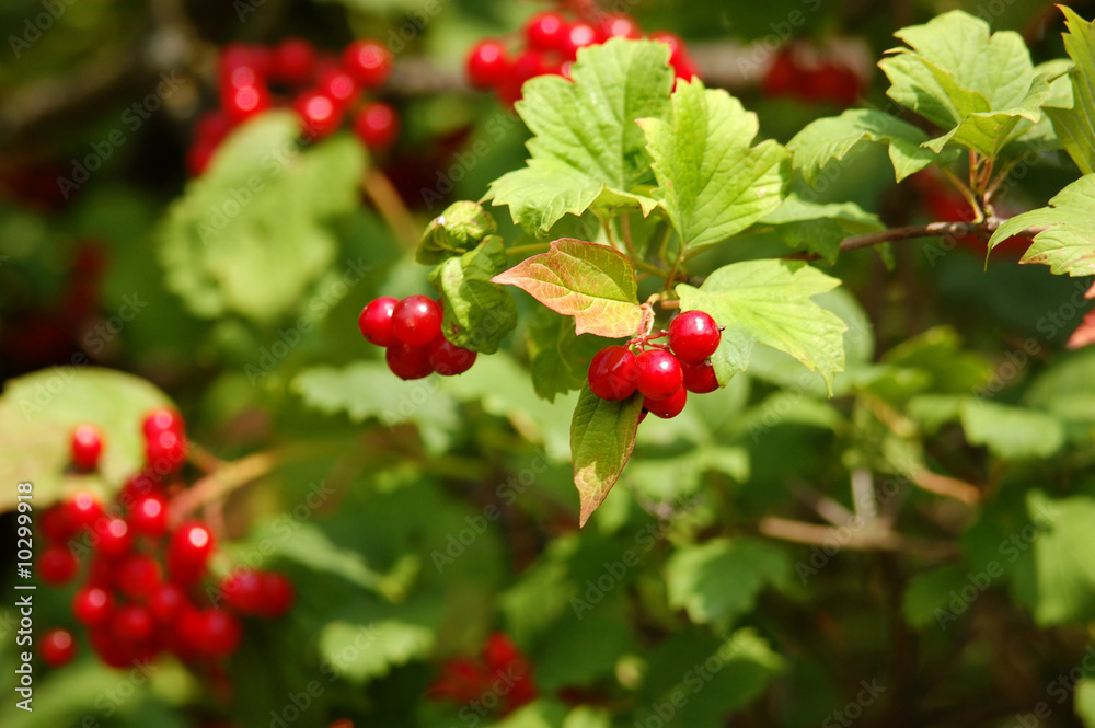 red viburnum berry red viburnum berry