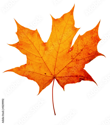 autumn maple-leaf, isolated on a white background