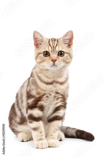 Cute kitten