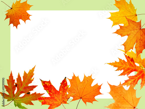 autumn maple-leaf  scope for a postal on a white background