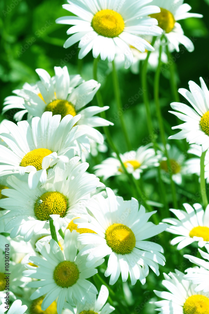 Fototapeta premium camomile daisy flowers nature background