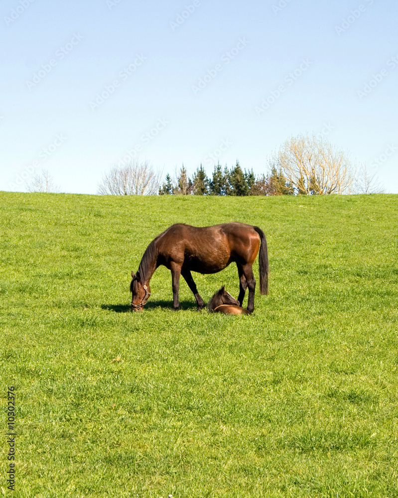 Fototapeta premium Horse and foal grazing