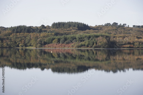 reflection of the tree in water