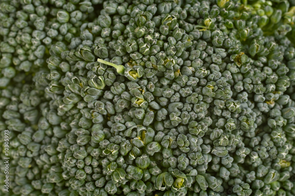 great image of some nice green broccoli background great image of some nice green broccoli background