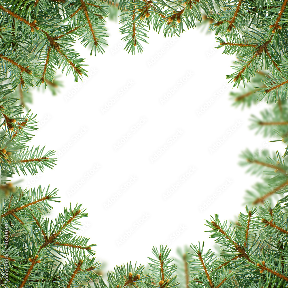 fir background