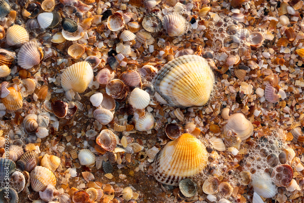 nature series: sea shell background with water and foam nature series: sea shell background with water and foam