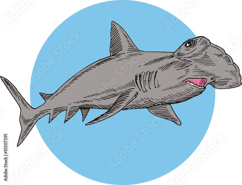 Hammerhead shark