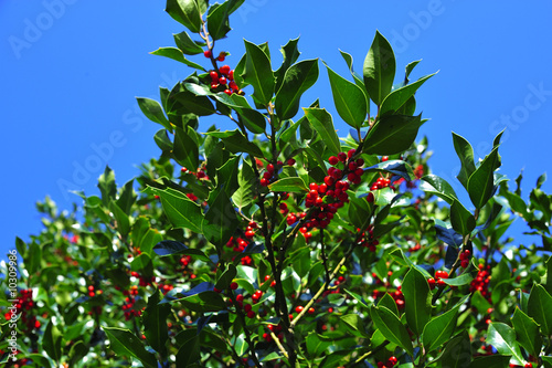 European holly with leaves and red fruit