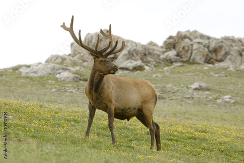 Bull Elk on Flowered Mountainside