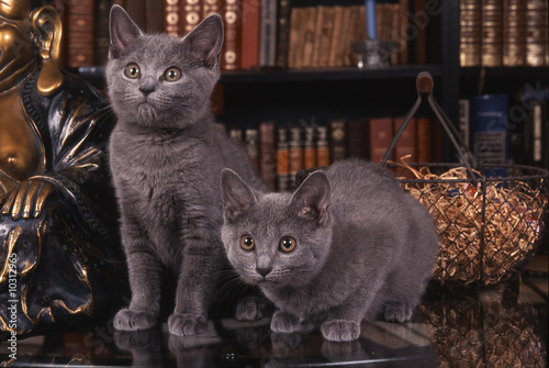 chatons chartreux dans une attitude rare