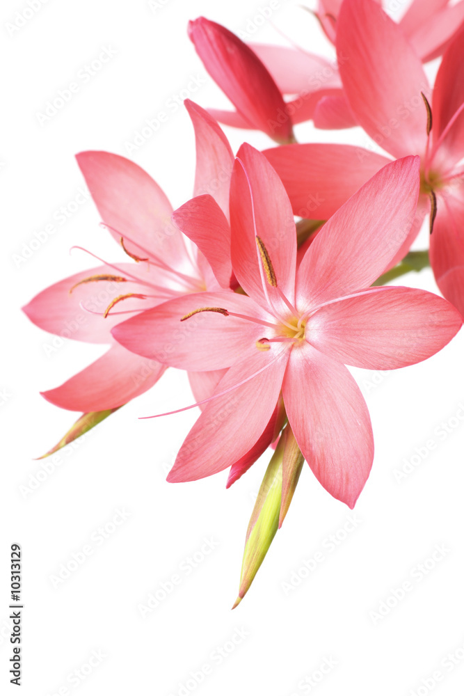 gorgeous pink lily with space for text