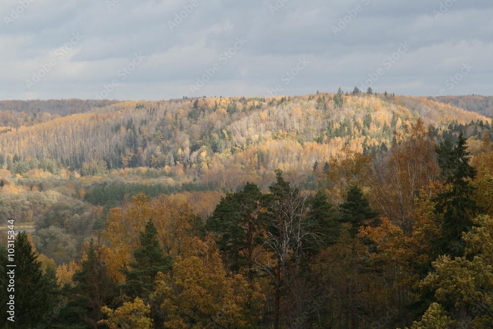 hills with dense forests Gauja national park in Latvia	