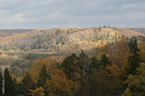 hills with dense forests Gauja national park in Latvia 
