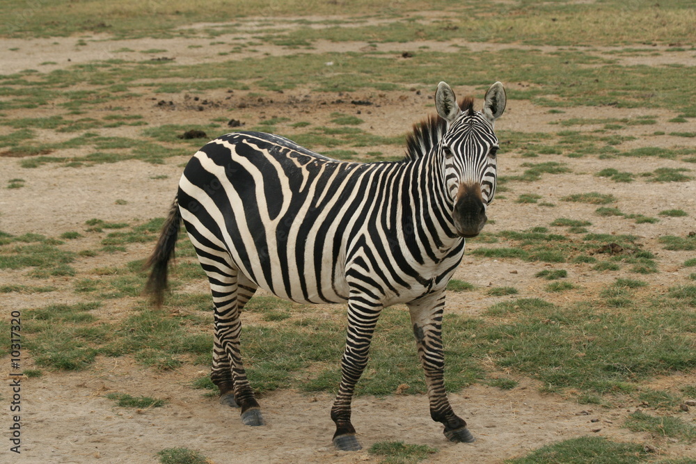 a photo of a Zebra taken in Kenya a photo of a Zebra taken in Kenya