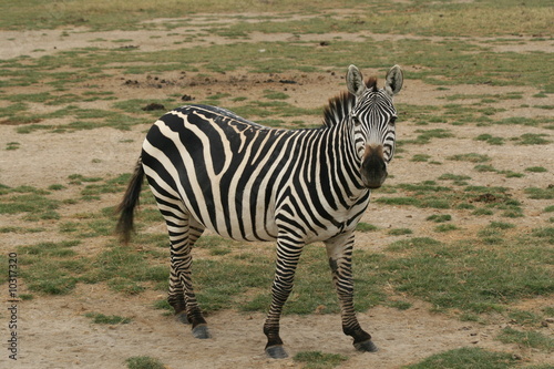 a photo of a Zebra taken in Kenya