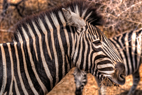 Zebras