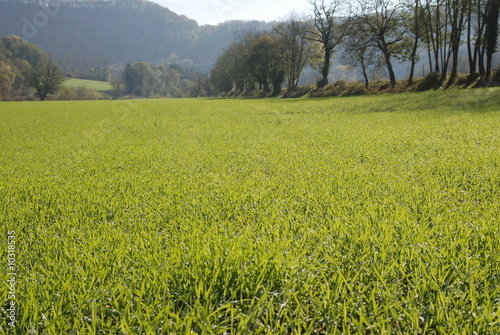 champ de jeunes pouces, agriculture photo