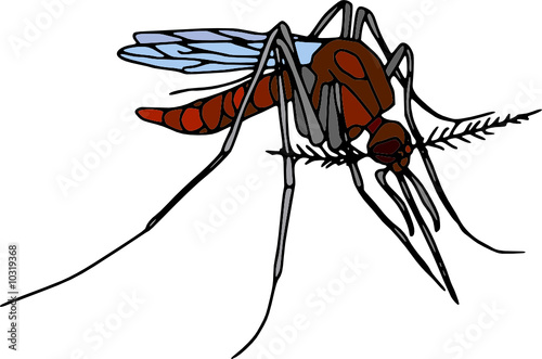 Vector - colour mosquito  isolated on white background