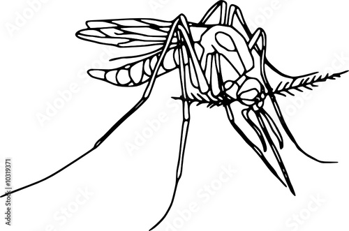 Vector - contour mosquito  isolated on white background