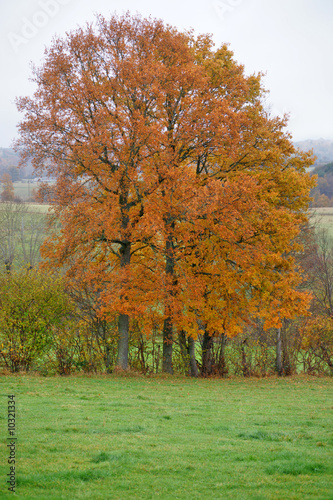 arbre rouge