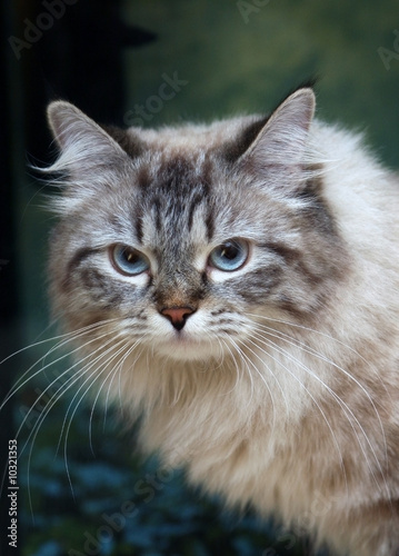 Cat with blue eyes.