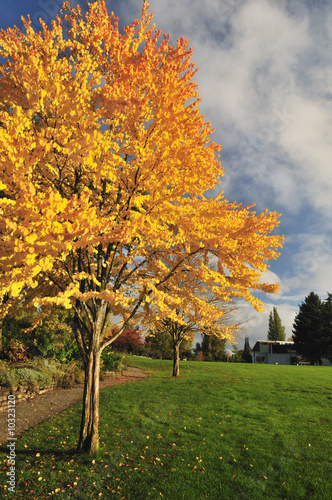 katsura tree in fall color