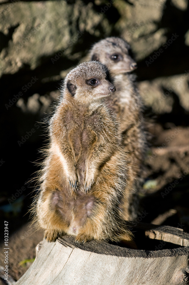 Fototapeta premium a curious meerkat (Suricata suricatta) standing up