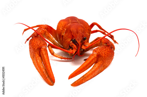 A large cooked red lobster over white