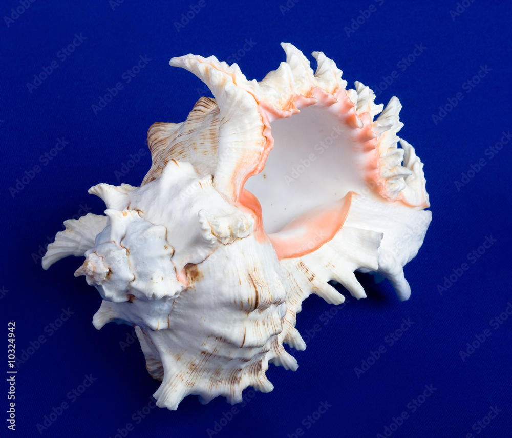 sea shell isolated on a blue background sea shell isolated on a blue background